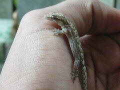 Lepidodactylus lugubris