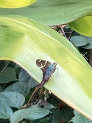 Urbanus proteus proteus