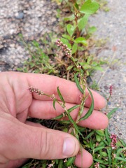 Persicaria minor