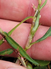 Persicaria minor