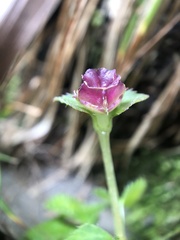 Sarcopyramis napalensis delicata