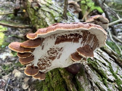 Ganoderma tsugae