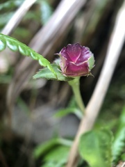 Sarcopyramis napalensis delicata
