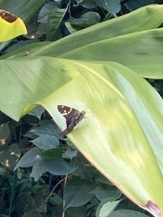 Urbanus proteus proteus