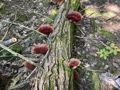 Ganoderma tsugae