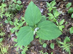 Trillium undulatum