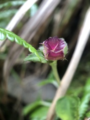 Sarcopyramis napalensis delicata