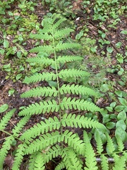 Osmunda claytoniana