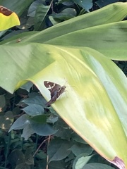 Urbanus proteus proteus