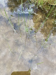 Lithobates sylvaticus