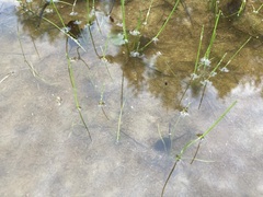 Lithobates sylvaticus