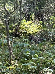 Canachites canadensis