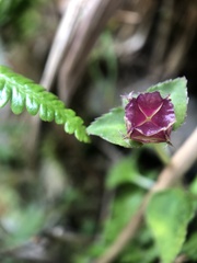 Sarcopyramis napalensis delicata