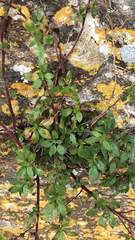 Parietaria judaica