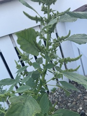 Amaranthus cruentus