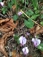 Cyclamen hederifolium