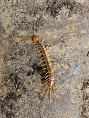 Lithobiidae