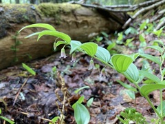 Streptopus lanceolatus