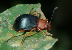 Stenochiinae