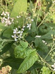 Verbesina virginica