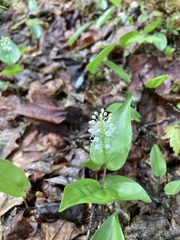 Maianthemum canadense
