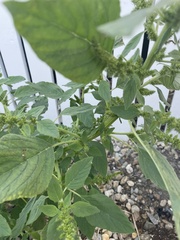 Amaranthus cruentus