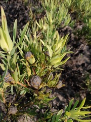 Leucadendron salignum