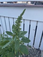 Amaranthus cruentus