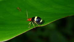 Gynandrobrotica