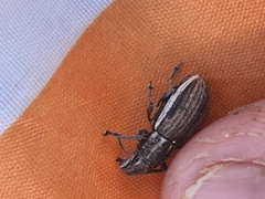 Naupactus leucoloma