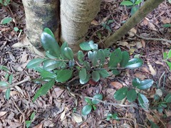 Diospyros ferrea