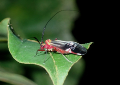 Thyrsophorinae