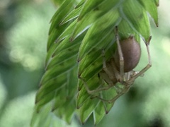 Cheiracanthium mildei