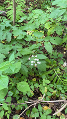 Actaea rubra neglecta