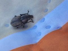 Naupactus leucoloma