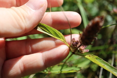 Prunella vulgaris lanceolata