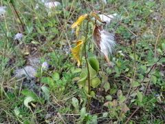 Vincetoxicum hirundinaria