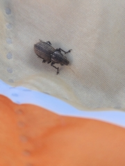 Naupactus leucoloma