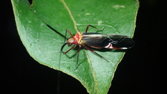 Thyrsophorinae