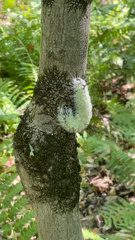 Acronicta americana