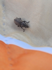 Naupactus leucoloma