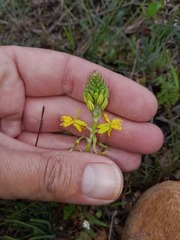 Bulbine lagopus