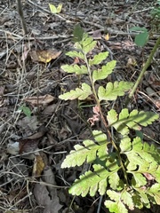 Cystopteris protrusa