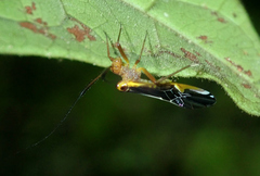 Thyrsophorinae