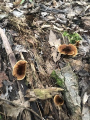 Coltricia cinnamomea