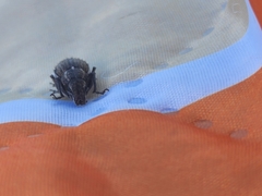 Naupactus leucoloma