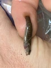 Etheostoma flabellare