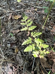 Cystopteris protrusa