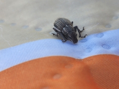 Naupactus leucoloma