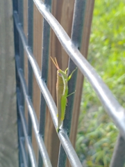 Stenacris vitreipennis